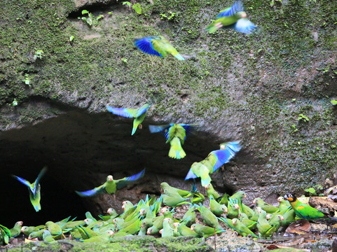 Selva Verde Tours-Misahualli必去景点