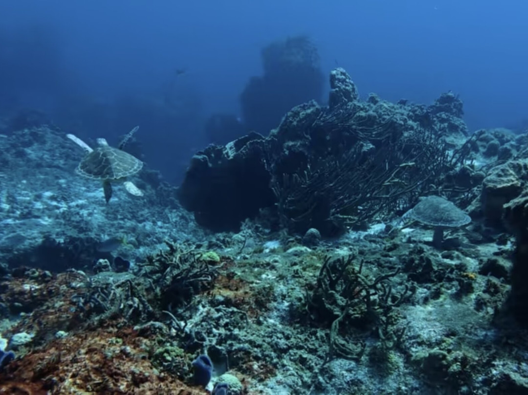 Scuba Life Cozumel-San Miguel de Cozumel必去景点