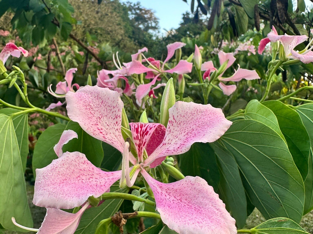 Mountain Paradise Hotel Spa-福德圣卡洛斯必去景点