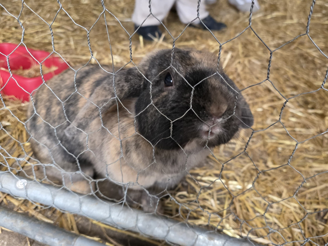 Woodlands Alpaca Farm-沃灵顿必去景点