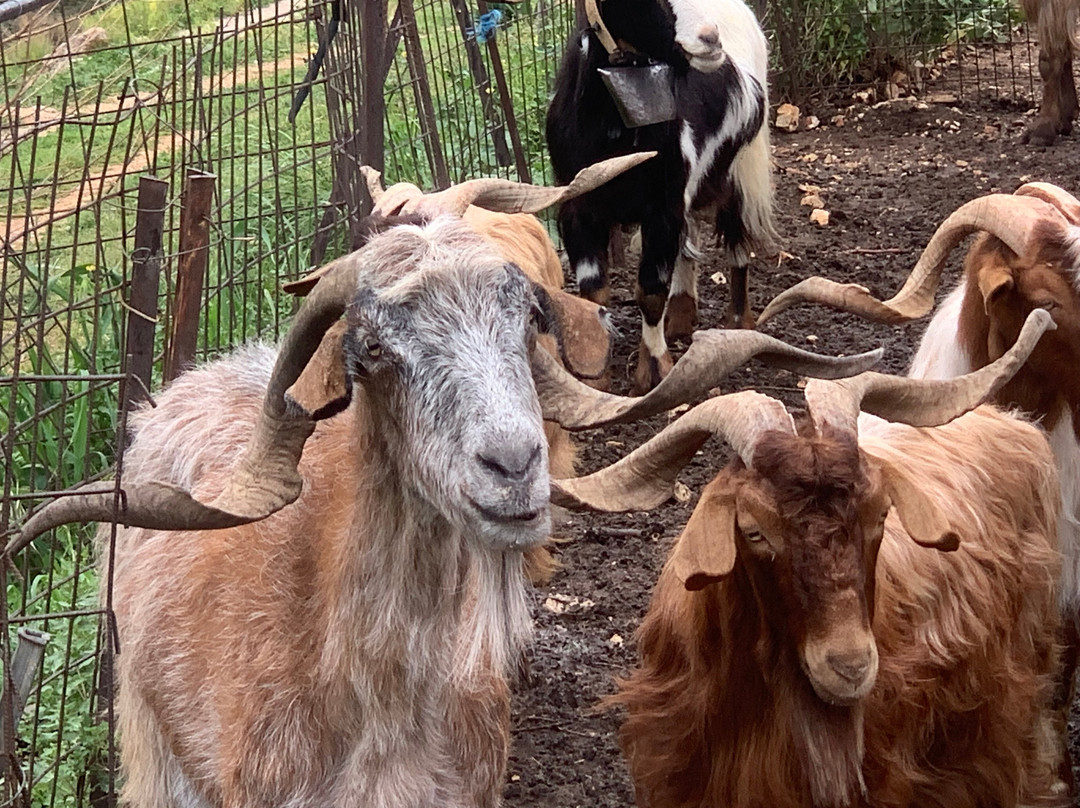 Sofie's Goat Farm-Argos必去景点