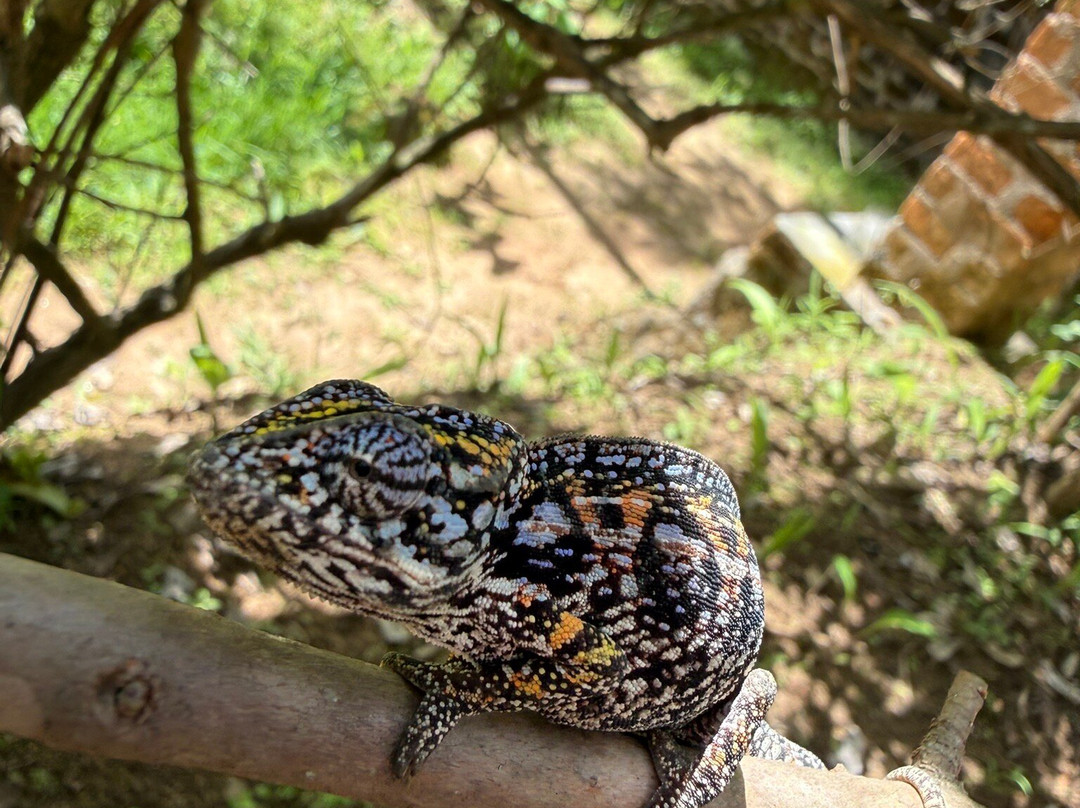Reserve Peyrieras Madagascar Exotic-Marozevo必去景点