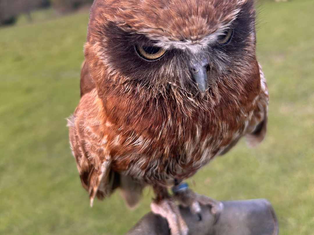 UK Owl And Raptor Centre-Groombridge必去景点