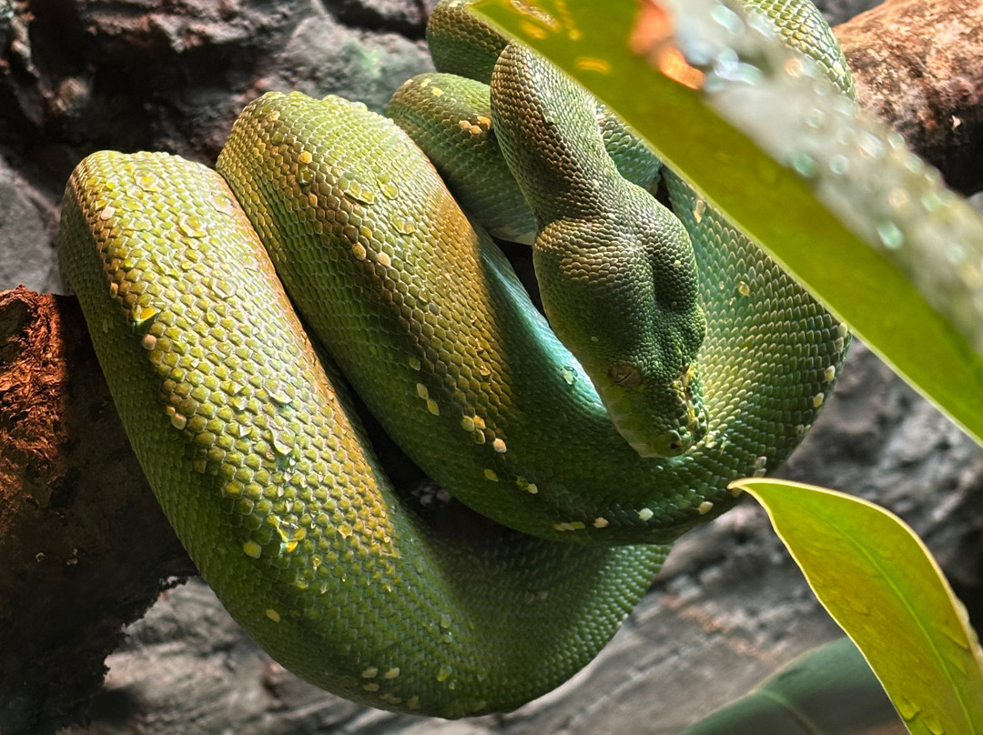 科茨沃尔德野生动物公园和花园-伯福德必去景点