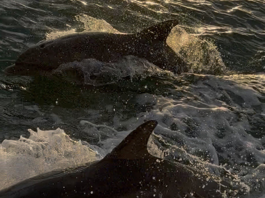 Spongeorama Sponge Factory-塔彭斯普林斯必去景点