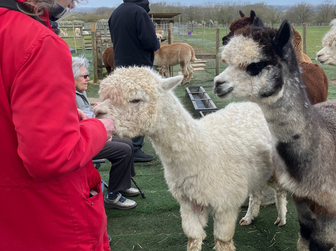 Baddow Hill Alpacas-切姆斯福德必去景点