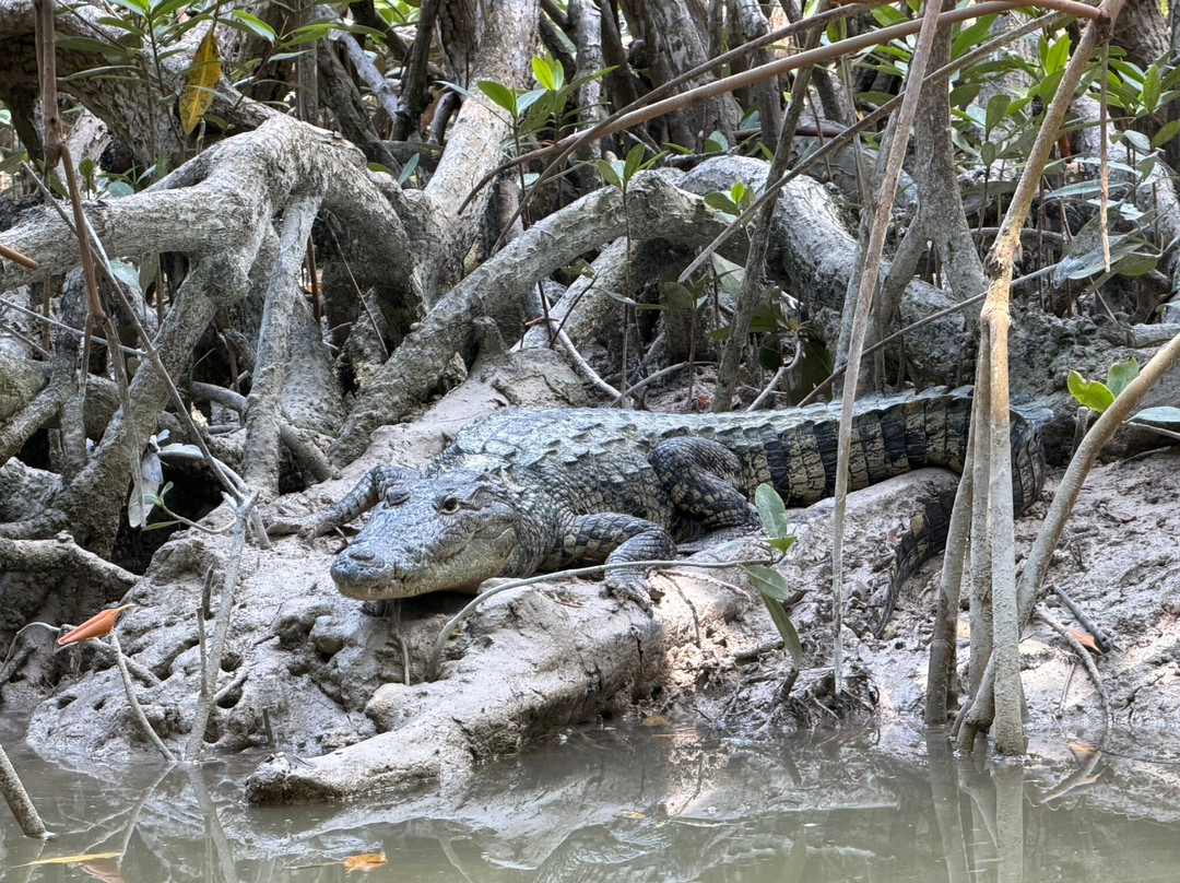 Guardianes De Los Manglares De Dzinintún-塞莱斯顿必去景点