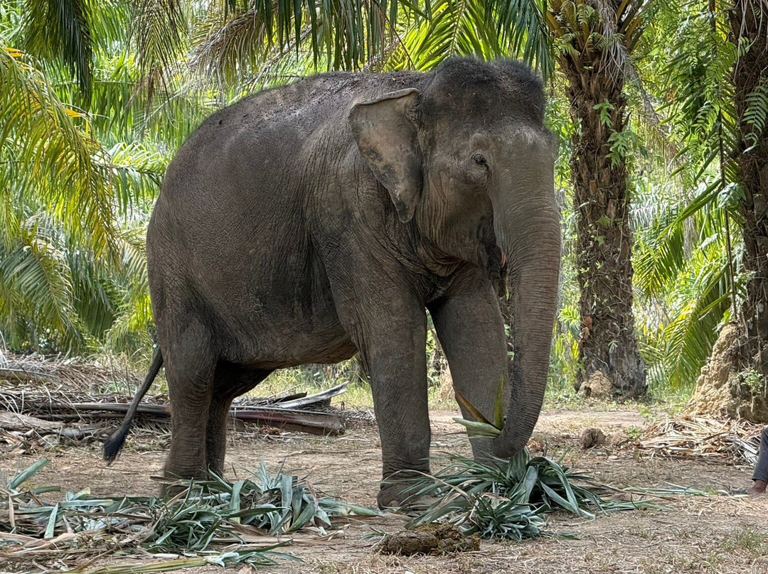 Following Giants - Krabi-Khlong Hin必去景点
