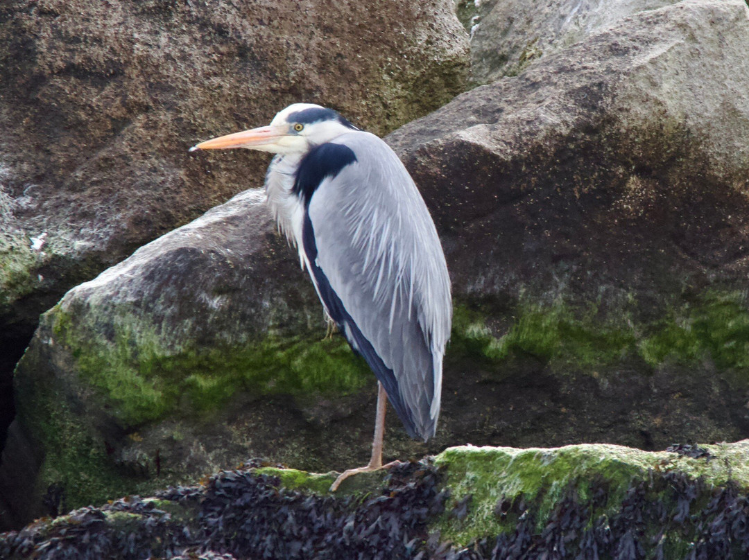 Birds Of Poole Harbour Events-普尔必去景点