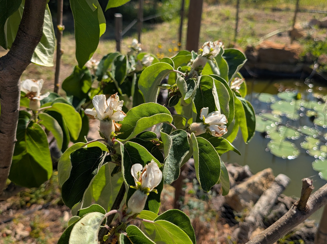 Orchard Of Flavours Botanical Garden-Luz de Tavira必去景点