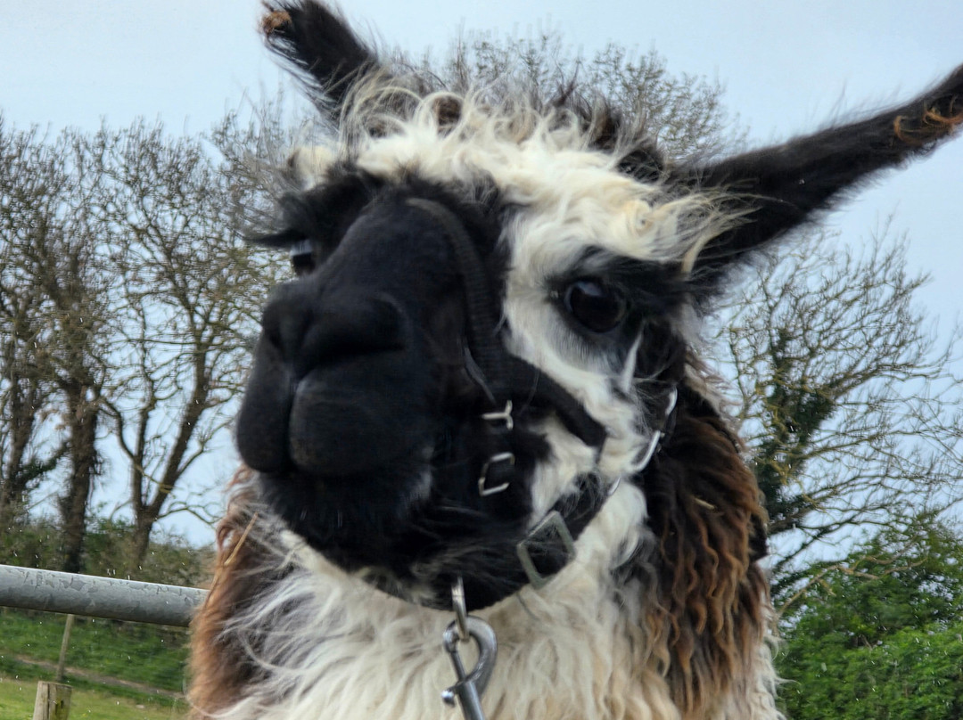 West Wight Alpacas-Wellow必去景点