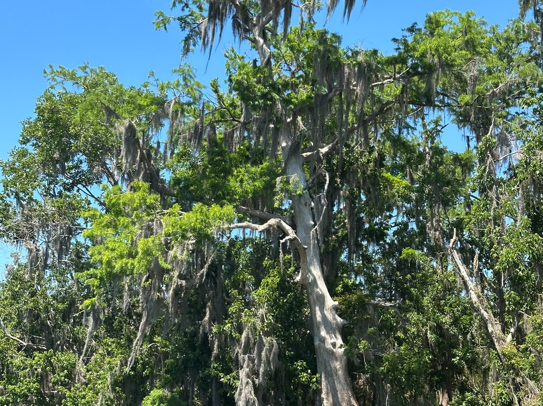 St. John's River Eco Tours, LLC-DeBary必去景点