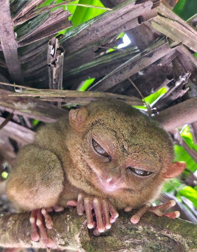 菲律宾眼镜猴及野生动物保护区-Corella必去景点
