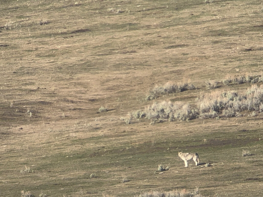 Yellowstone Wolf Tracker-加德纳必去景点