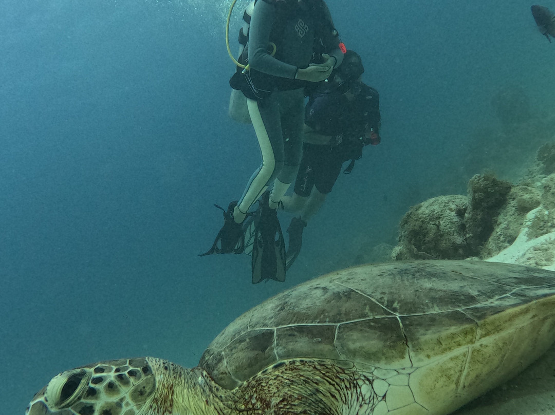 Aruba Bob Snorkel & Scuba-阿鲁巴岛必去景点