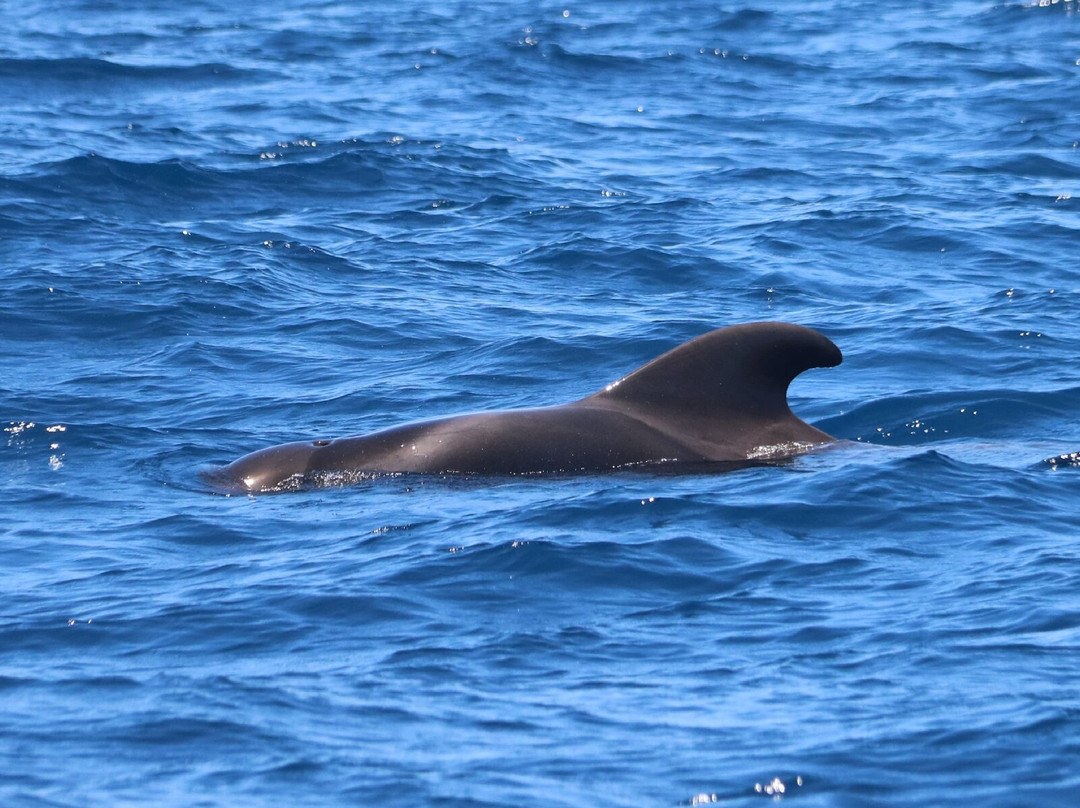 Atlantic Eco Experience | Whale Watching Tenerife-奥德杰海岸必去景点
