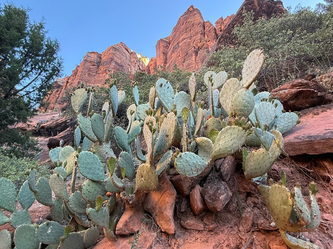Kayenta Trail-锡安国家公园必去景点