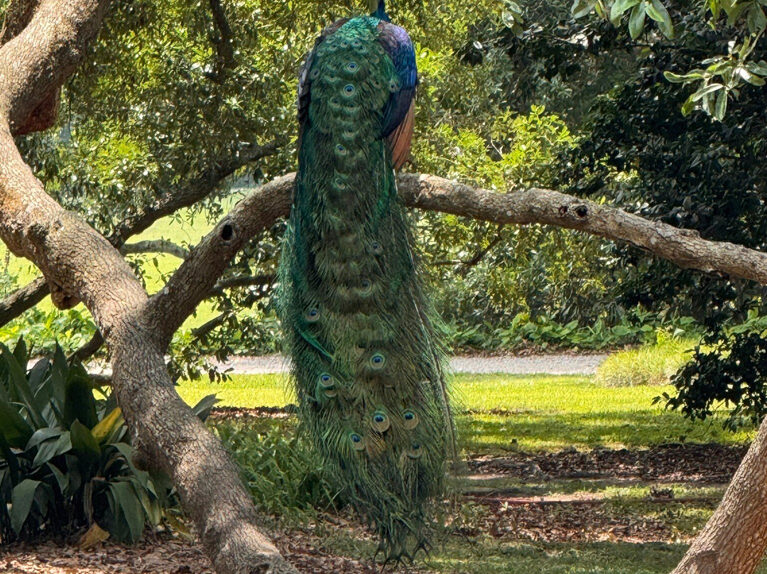 Rip Van Winkle Gardens-新伊比利亚必去景点