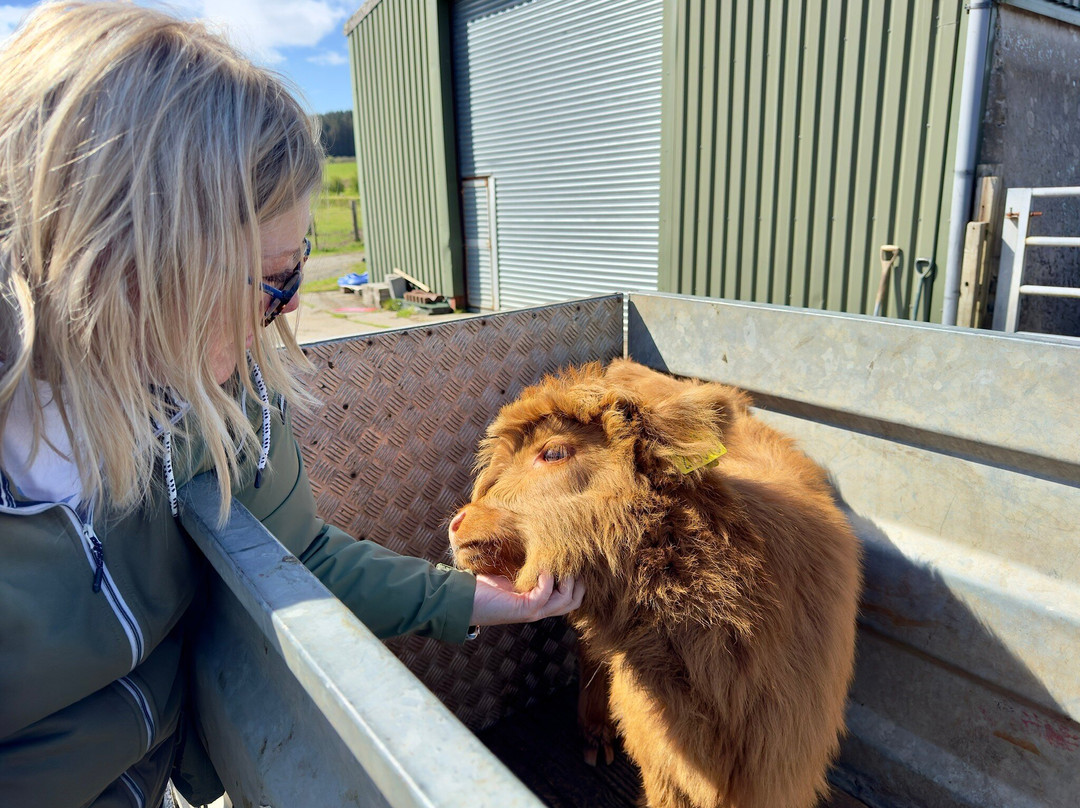 Highland cow experience at Maol fold-Machrie必去景点