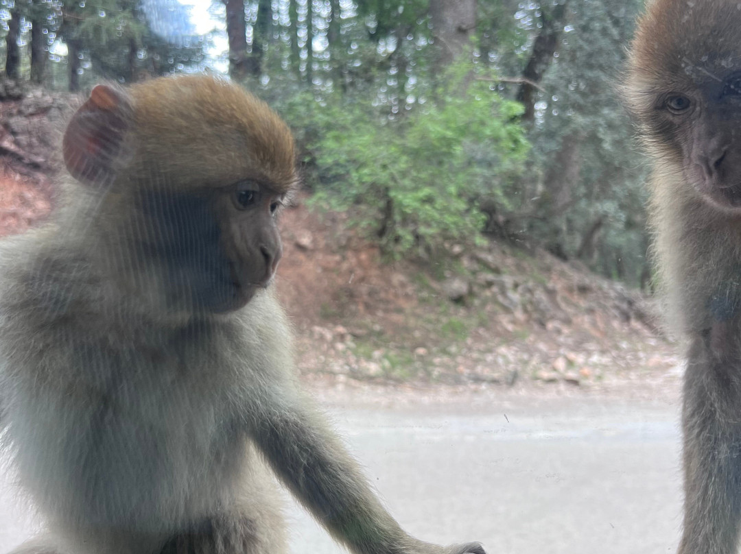 Ifrane National Park-Ifrane必去景点