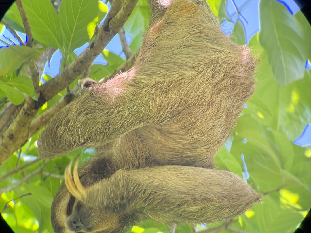 Manuel Antonio Expeditions-哥斯达黎加安东尼奥国家公园必去景点