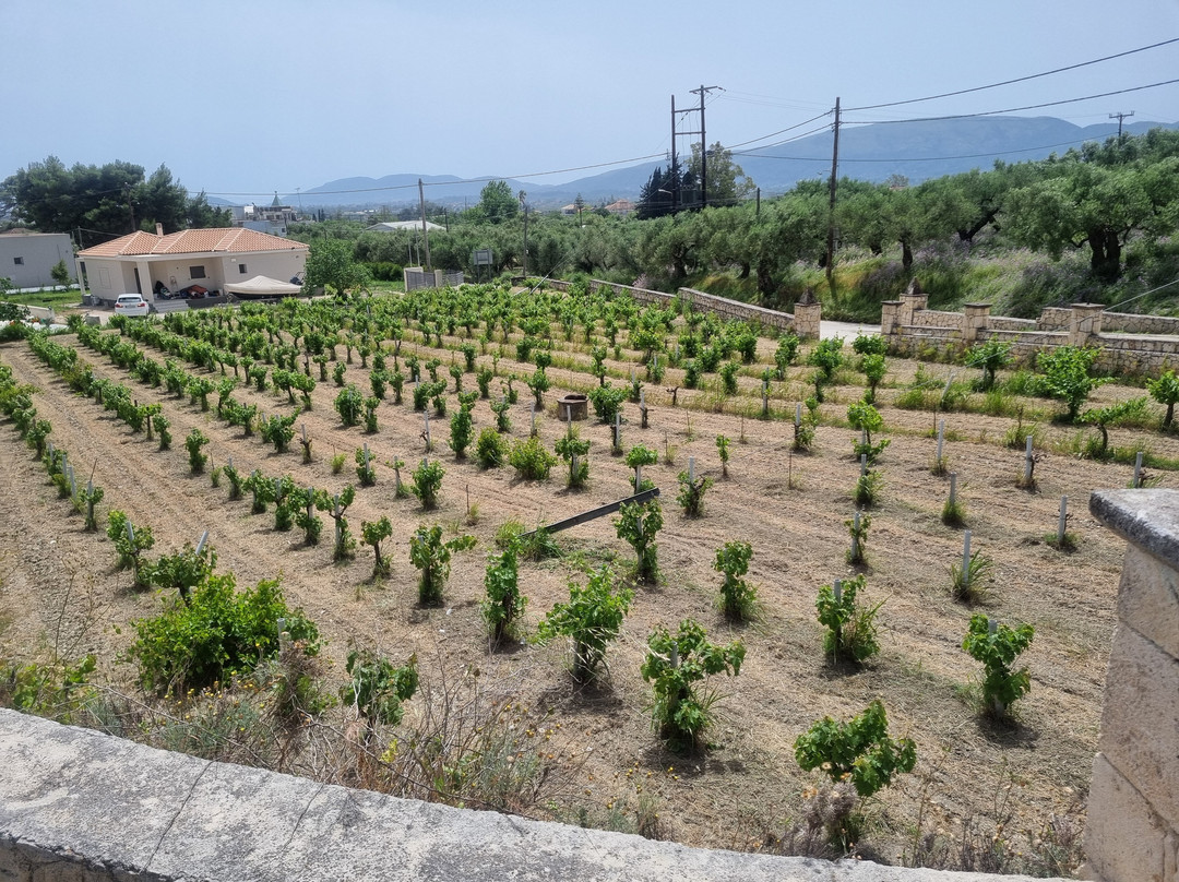 Solomos Winery-扎金索斯镇必去景点