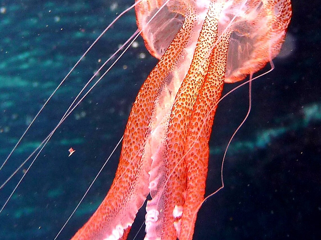 MDS My Diving School-卡拉多尔必去景点