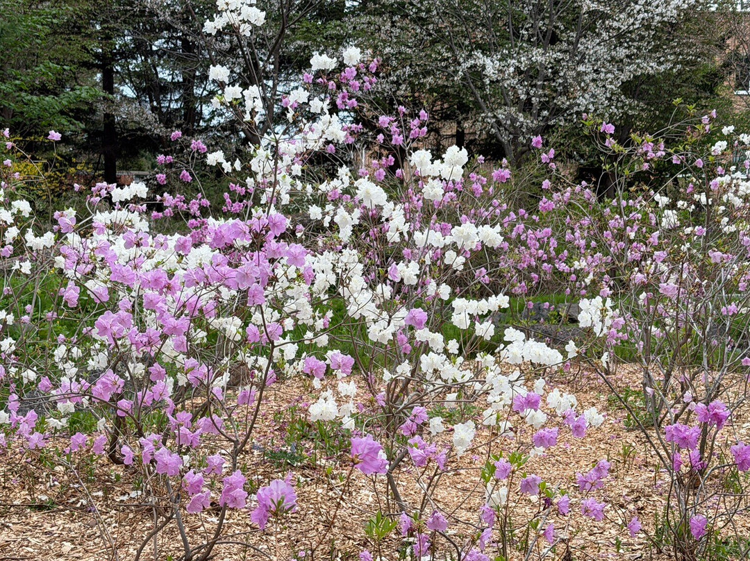 Botanical Garden-Institute-海参崴必去景点