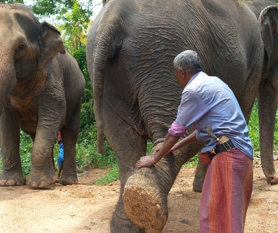 Elephant Freedom Project-凯格勒 必去景点