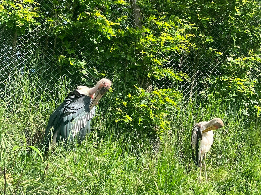 Parc Des Oiseaux-Villars-les-Dombes必去景点