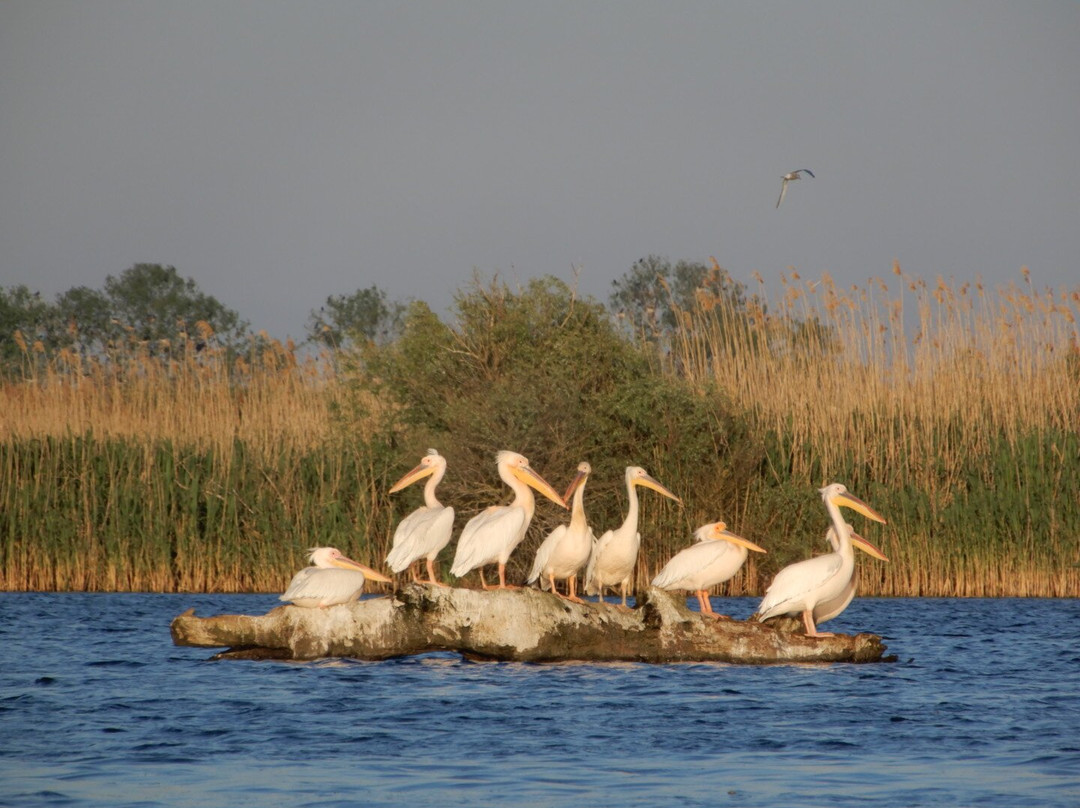 Tours in Delta with John-Crisan必去景点