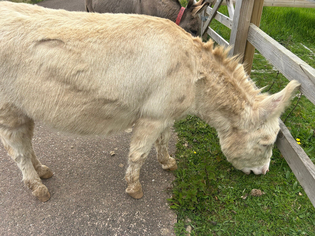 The Donkey Sanctuary-西德茅斯必去景点