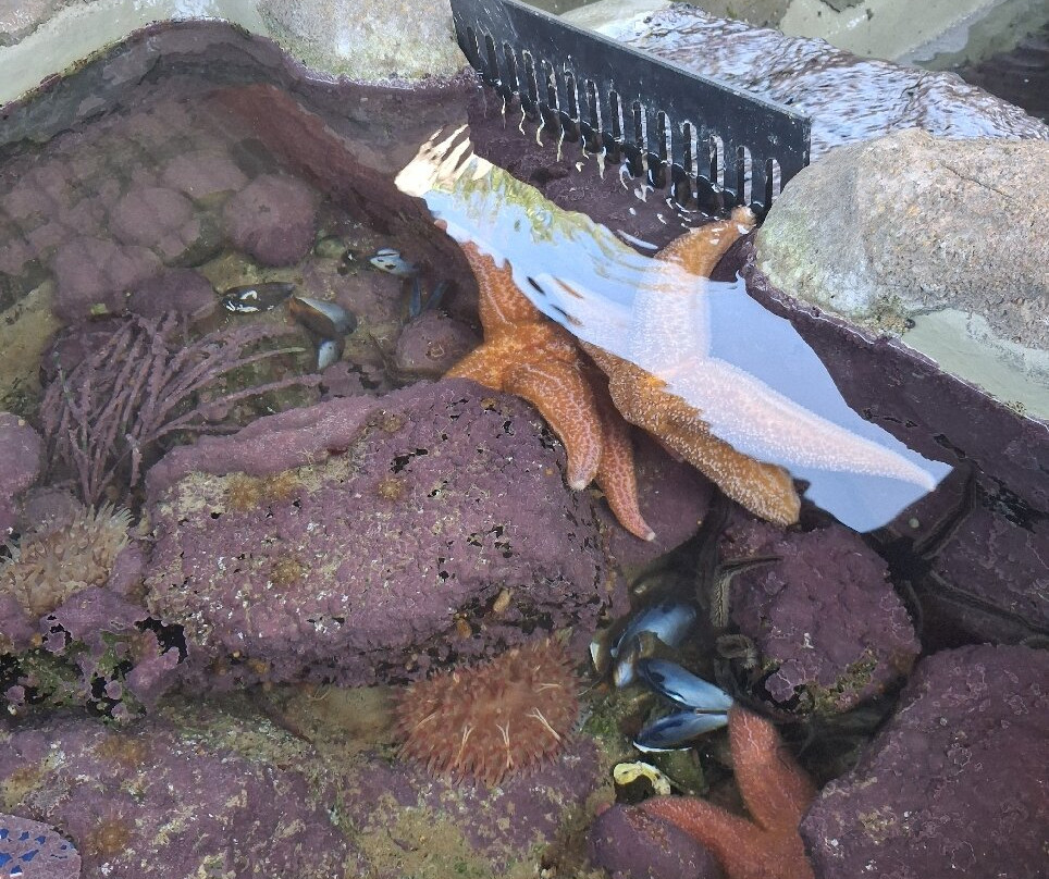 Weymouth SEA LIFE Adventure Park-韦茅斯必去景点