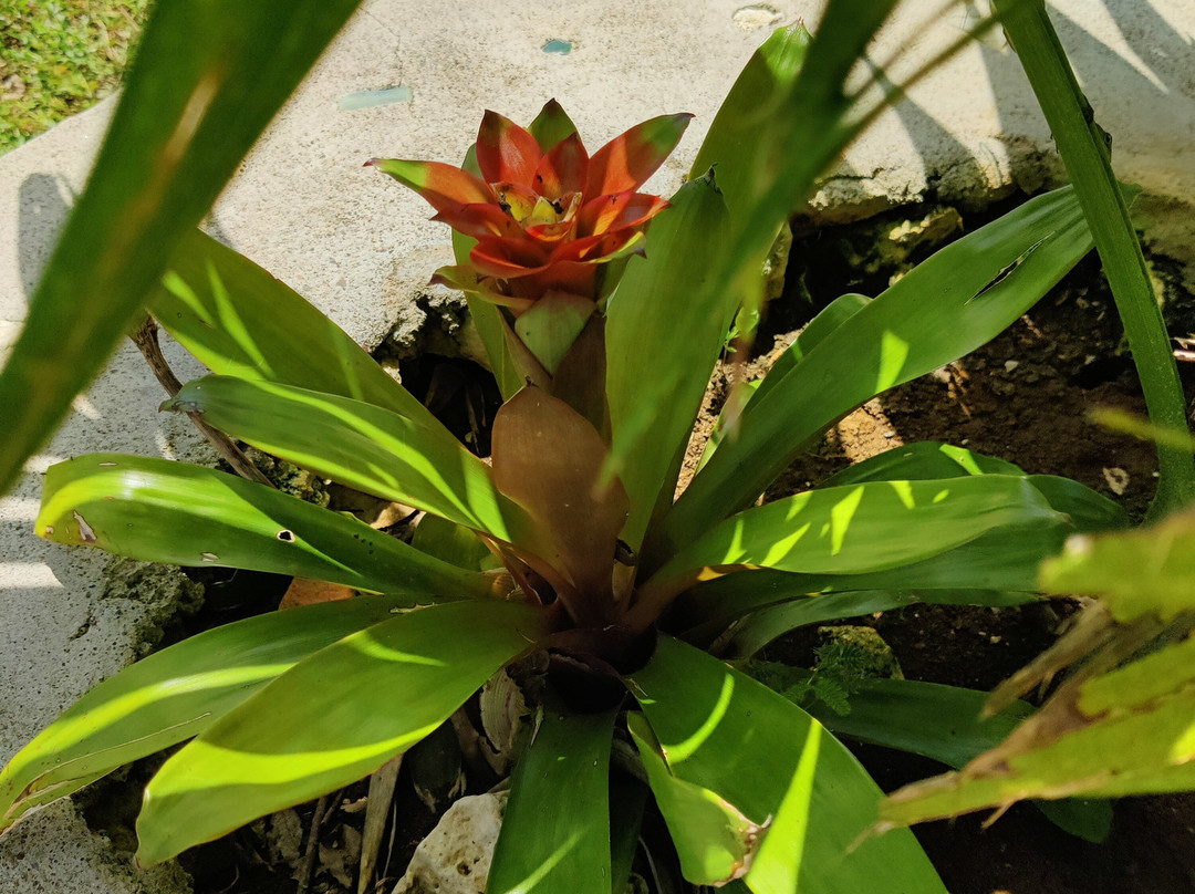 Tafara Farm Jamaica-Little London必去景点