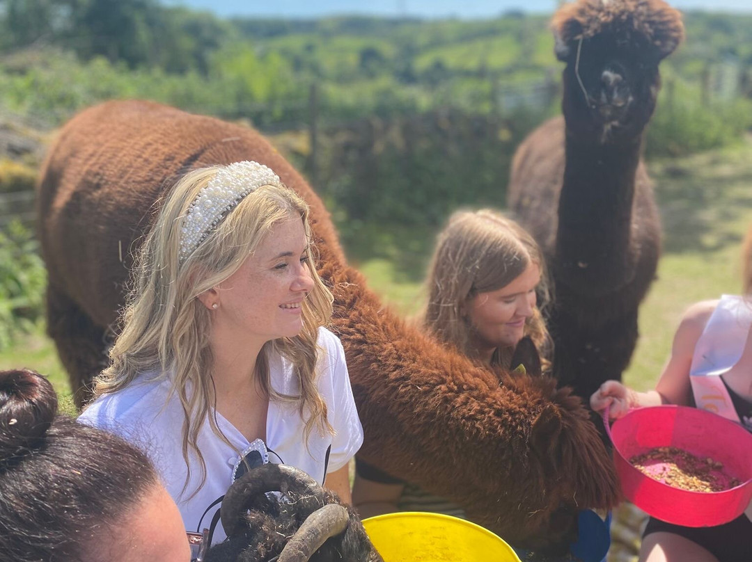 Woolly Experiences Therapy Farm-Mold必去景点