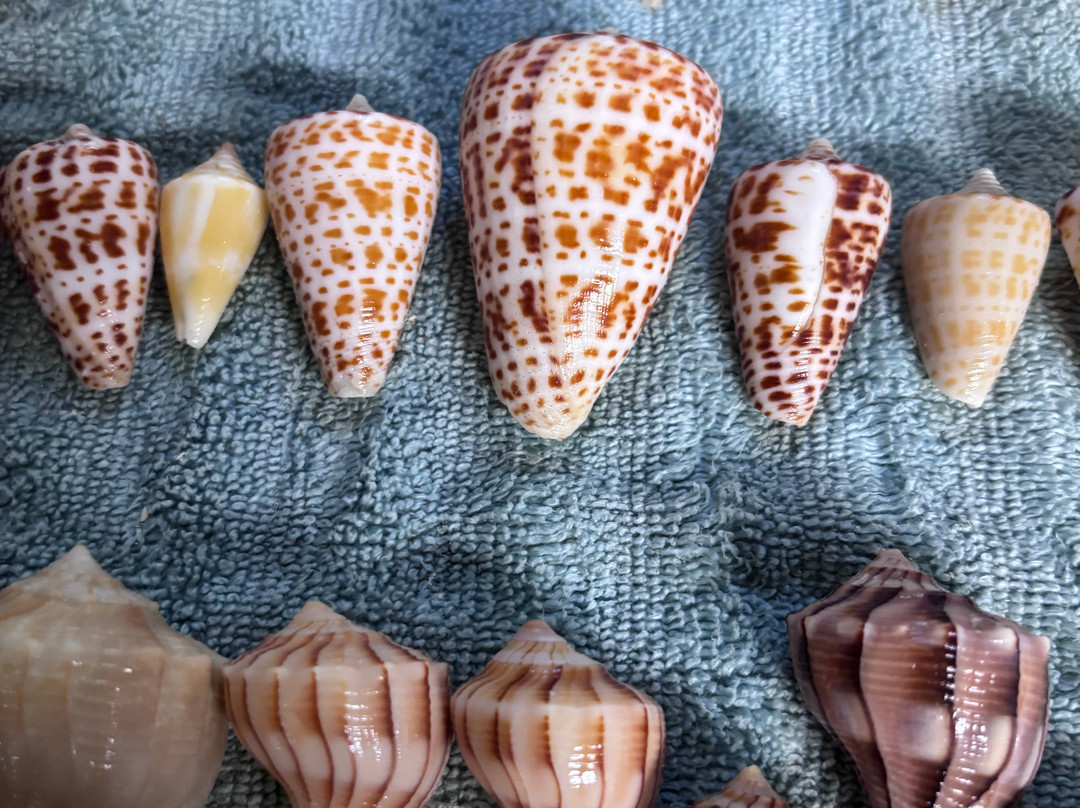 Treasure Seekers Shell Tours-Goodland必去景点
