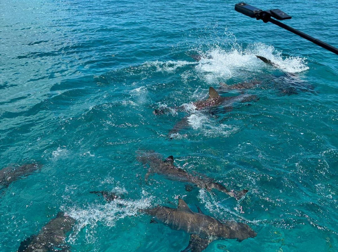 Neal Watson's Bimini Scuba Center-Alice Town必去景点