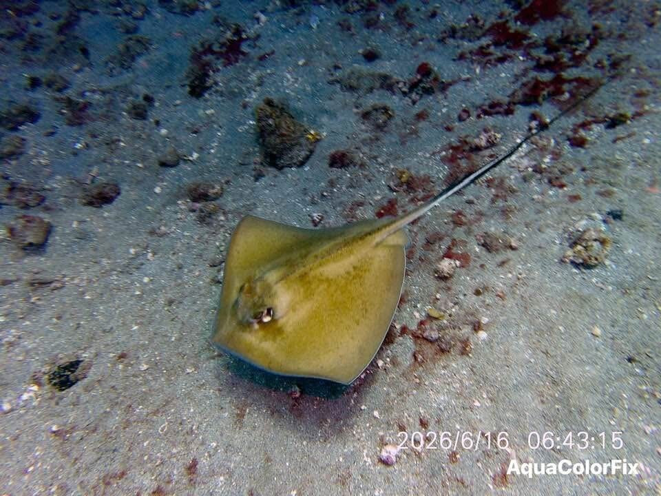 Scubaqua Dive Center-圣尤斯泰希厄斯岛必去景点