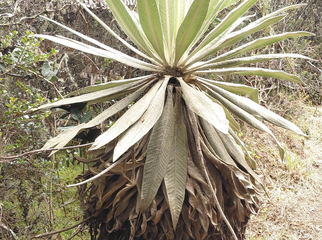 Parque Ecologico Pionono-Sopo必去景点