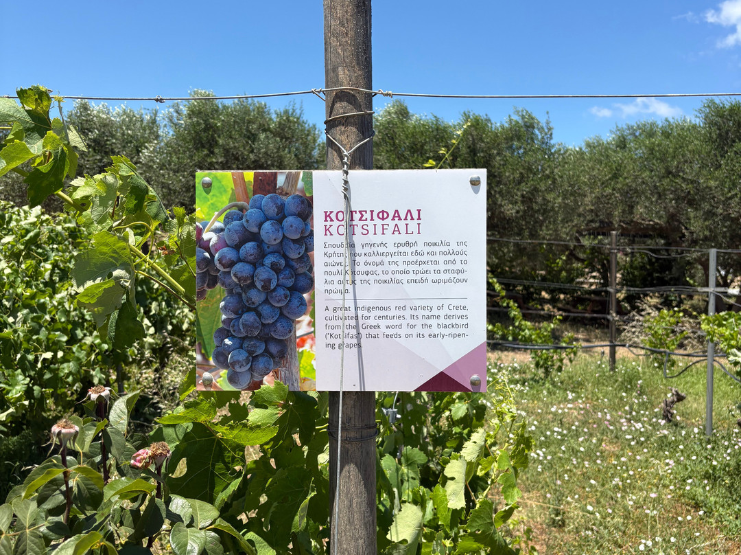 Lyrarakis Winery-伊拉克利翁必去景点