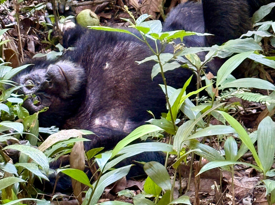 Kibale Forest National Park-Fort Portal必去景点