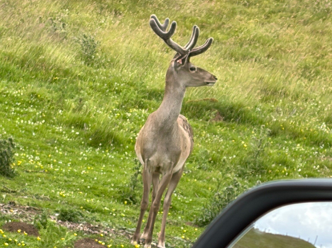 Highland Wildlife Park-Kincraig必去景点
