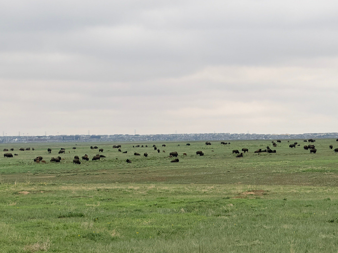 Rocky Mountain Arsenal National Wildlife Refuge-Commerce City必去景点