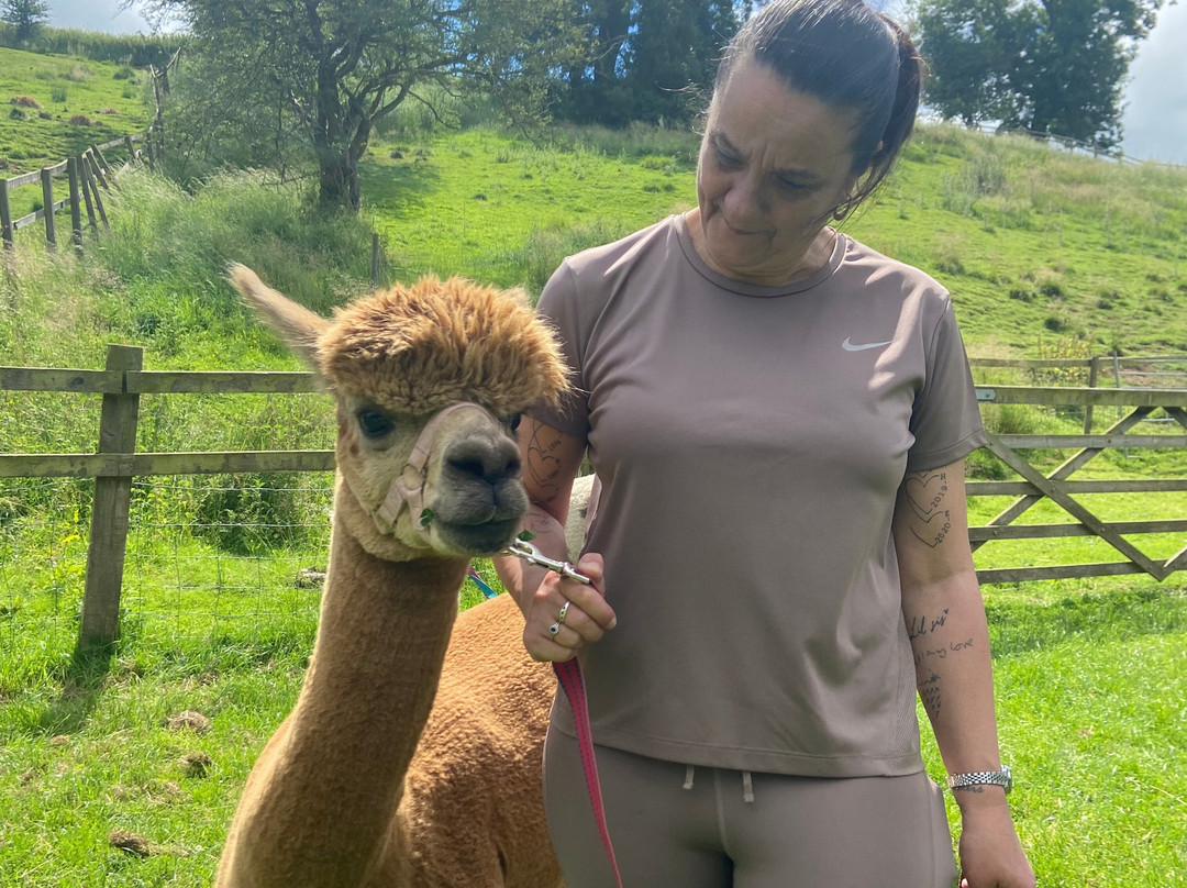 Alpaca Alpaca At Leven Valley-Yarm必去景点