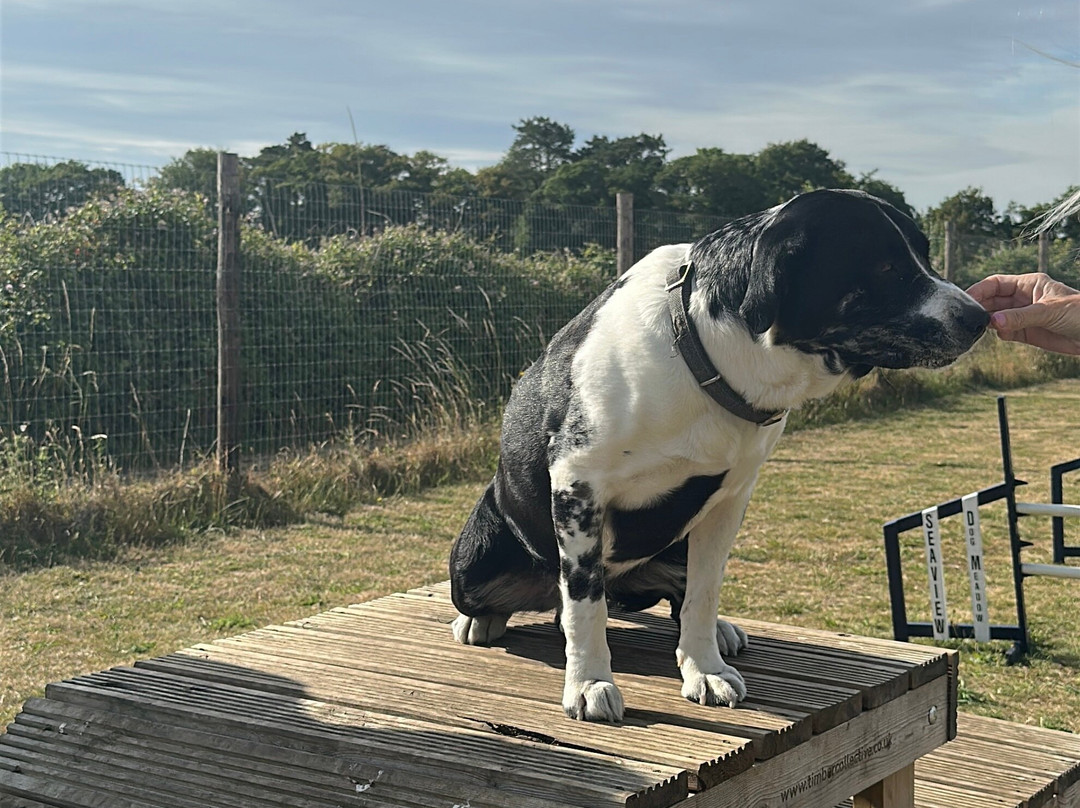 Seaview Dog Meadow-Wiveton必去景点