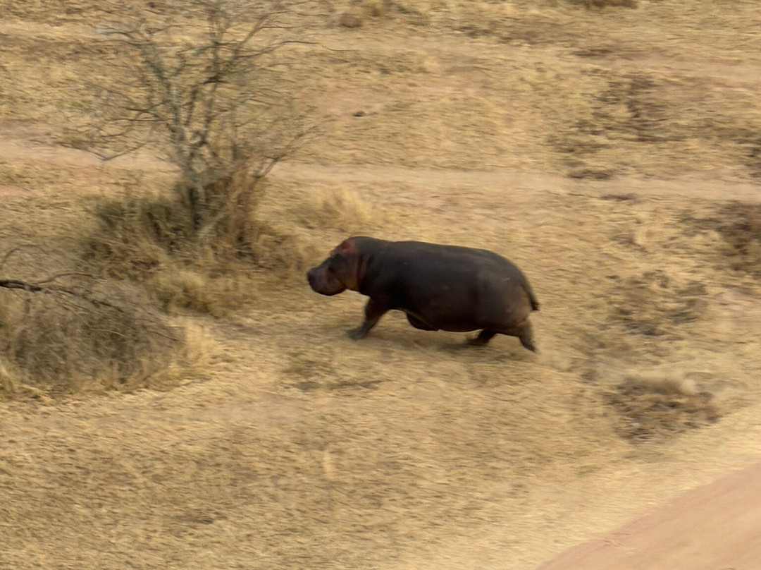 Serengeti Balloon Safaris-塞伦盖蒂国家公园必去景点