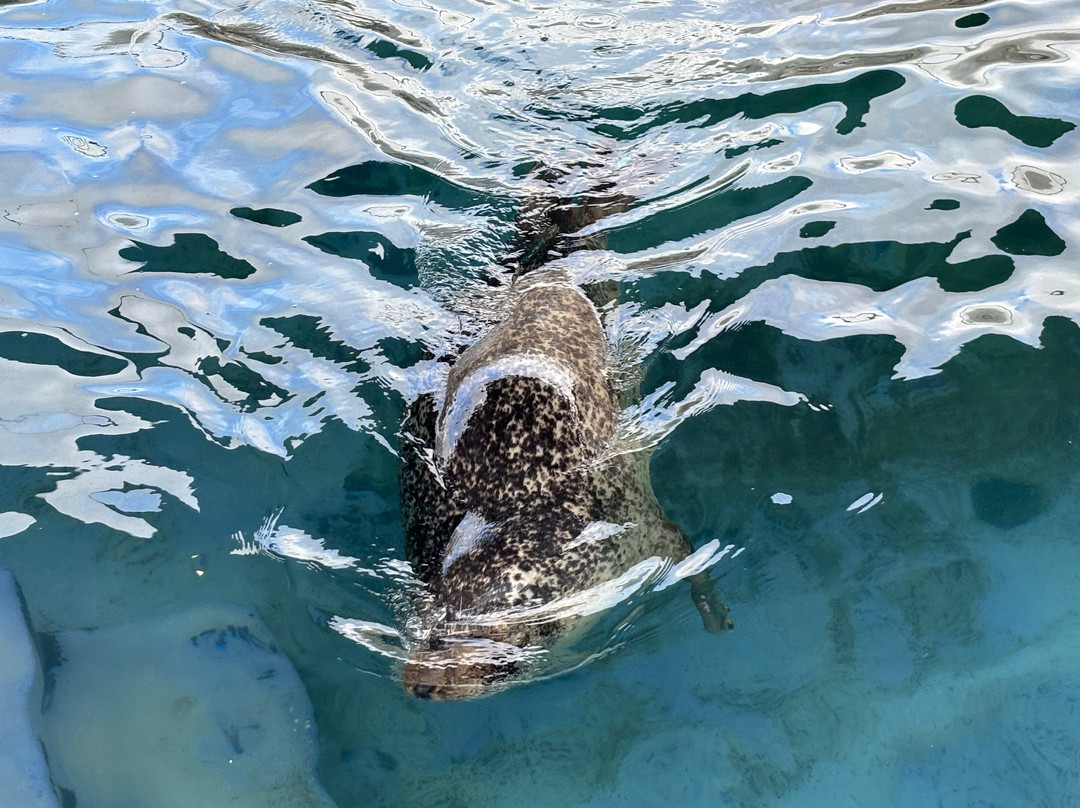 Cornish Seal Sanctuary-Gweek必去景点