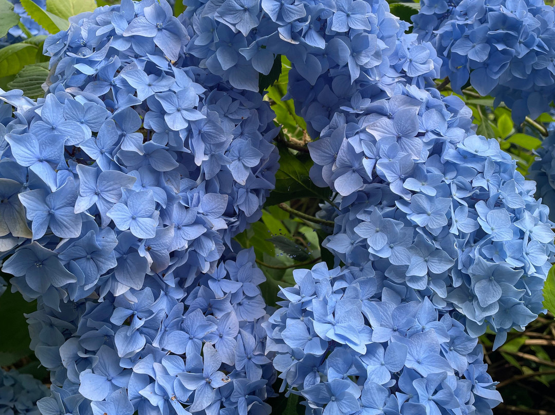Tapeley Park Gardens-Instow必去景点