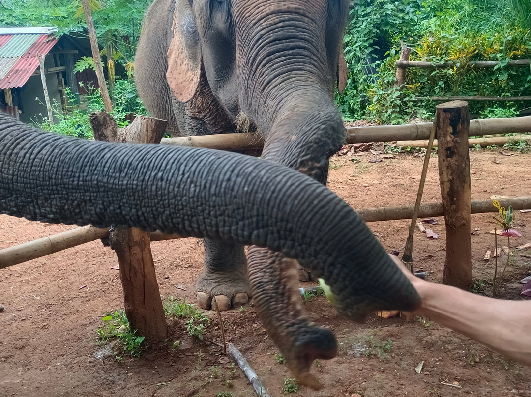 Elephant Sanctuary Care Park-清迈必去景点