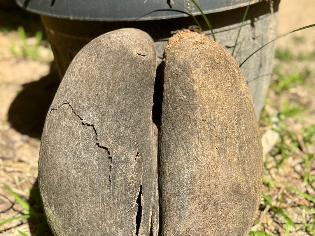 Praslin Museum-普拉兰岛必去景点